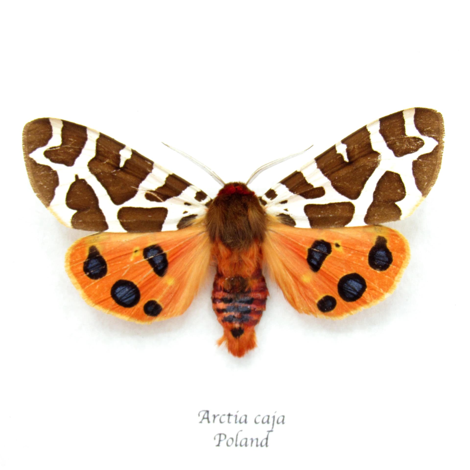 Real Garden Tiger moth framed taxidermy - Arctia caja