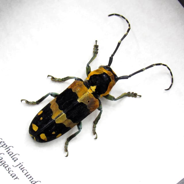 Real African Longhorn beetle framed specimen - Tragocephalas jucunda