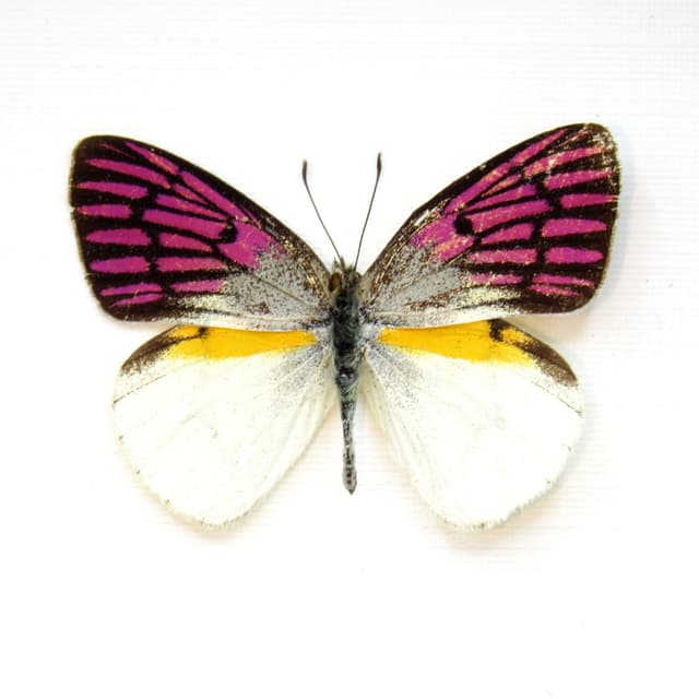 Rare magenta butterfly framed taxidermy - Colotis zoe