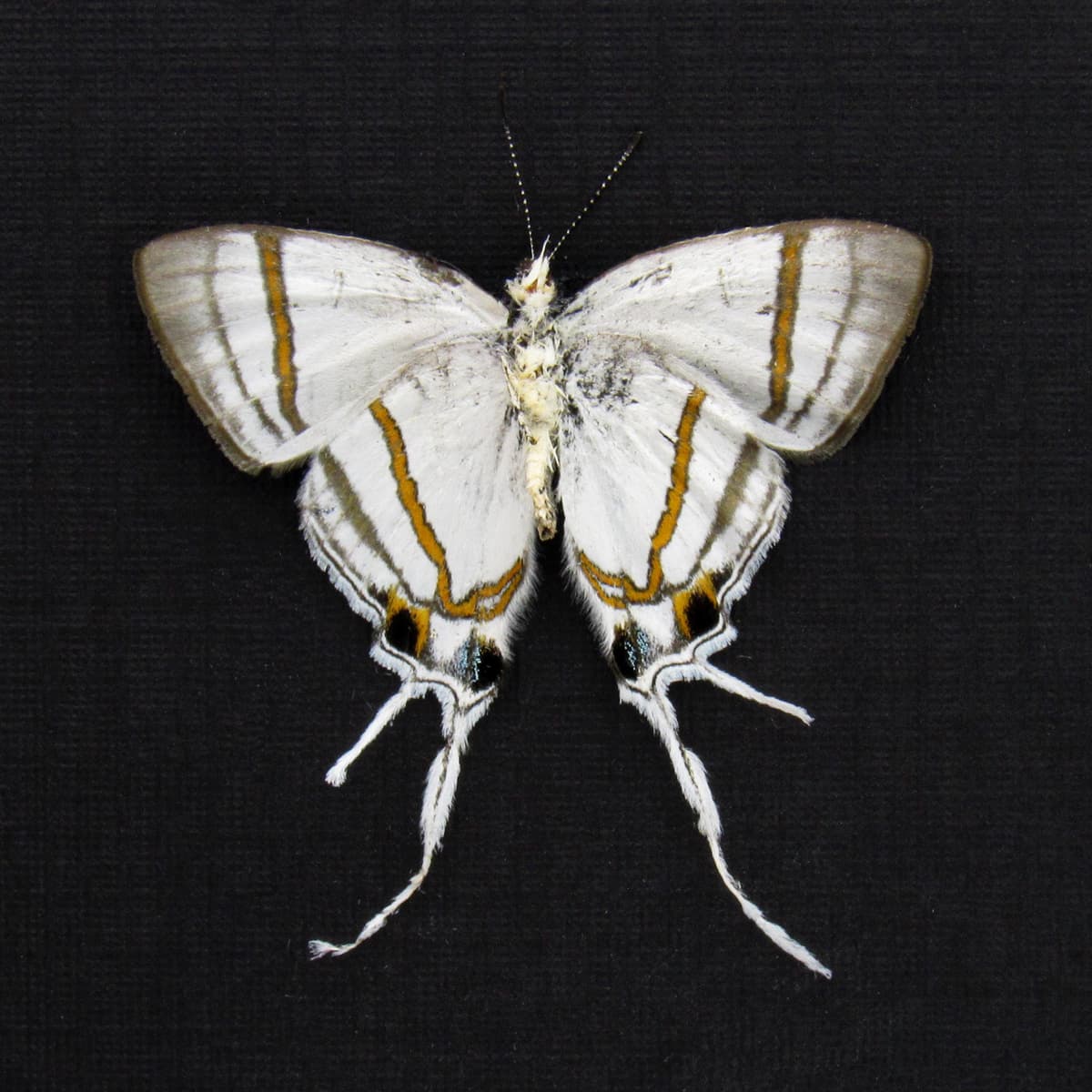 Real Fairy Hairstreak butterfly framed - Hypolycaena nigra - Victorian mount