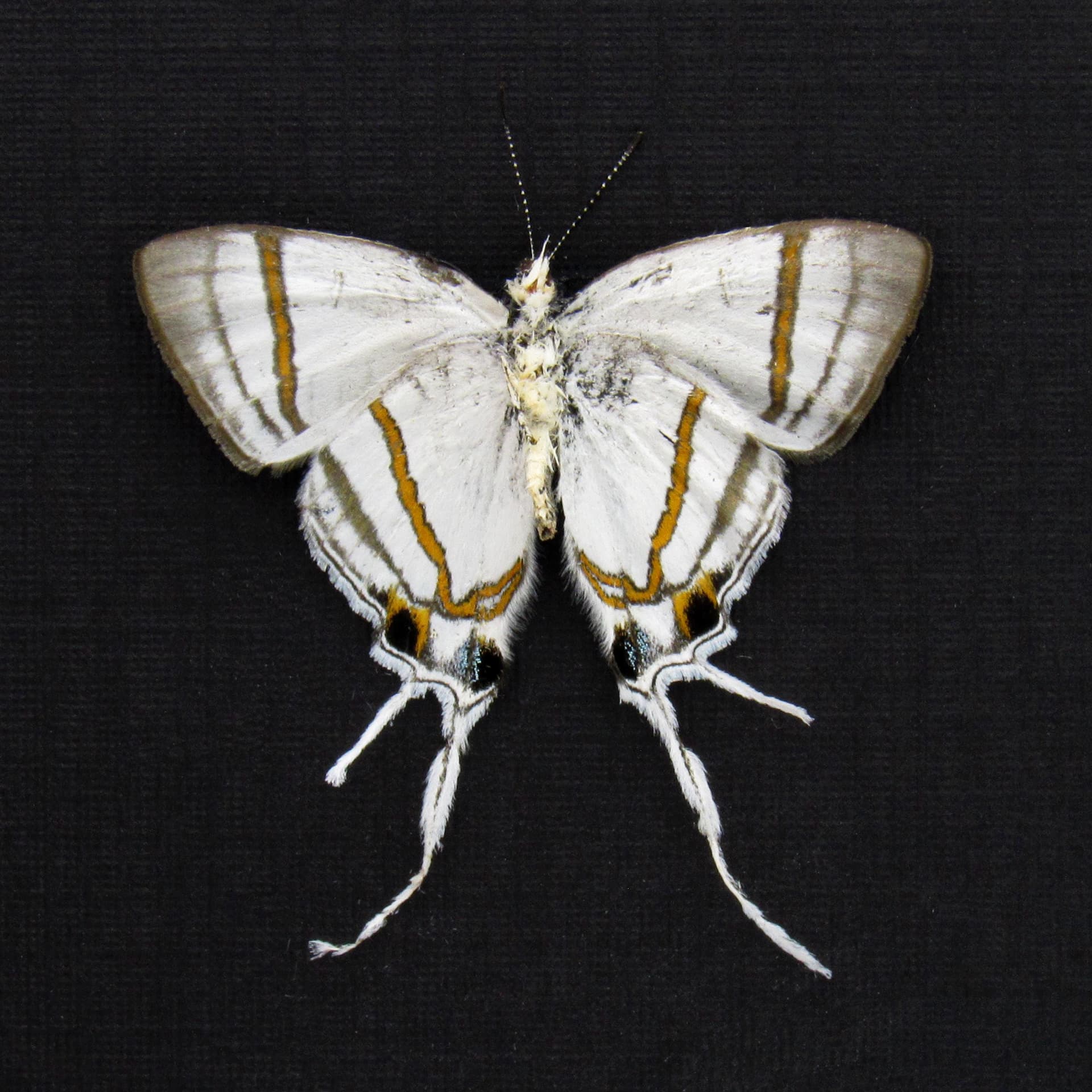 Real Fairy Hairstreak butterfly framed - Hypolycaena nigra - Victorian mount