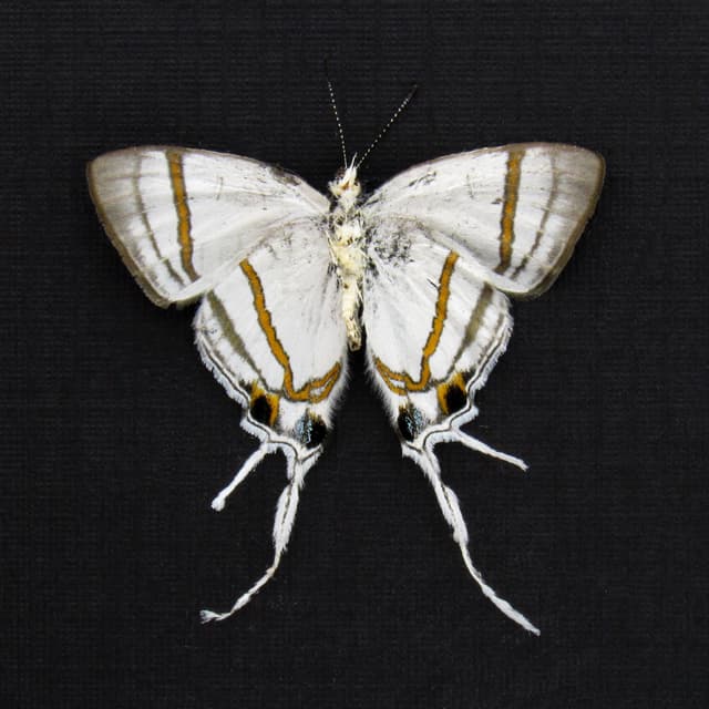 Real Fairy Hairstreak butterfly framed - Hypolycaena nigra - Victorian mount