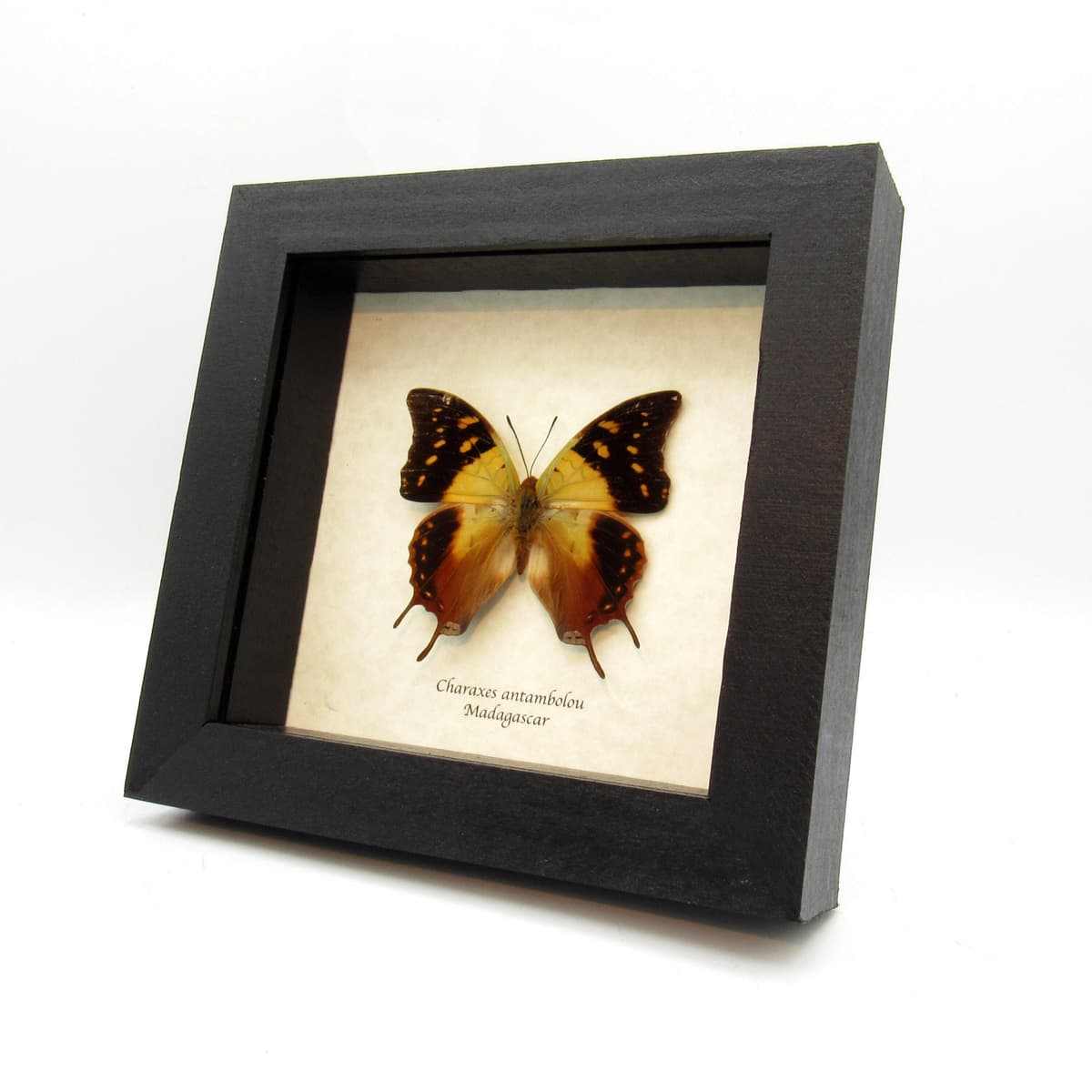 Real framed taxidermy butterfly - Charaxes antambolou