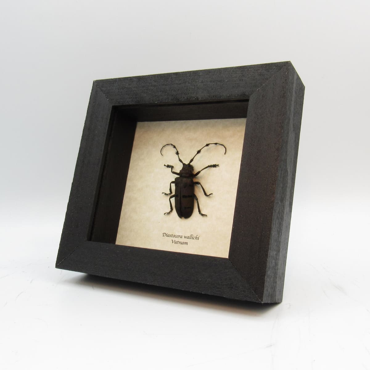 Real deep purple long horn beetle framed taxidermy - Diastocera wallichi