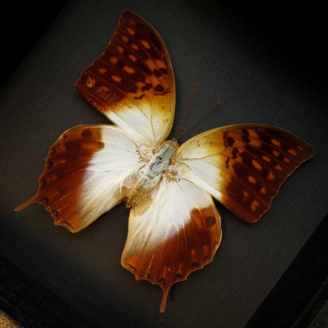 Real sunrise butterfly framed taxidermy - Charaxes varanes