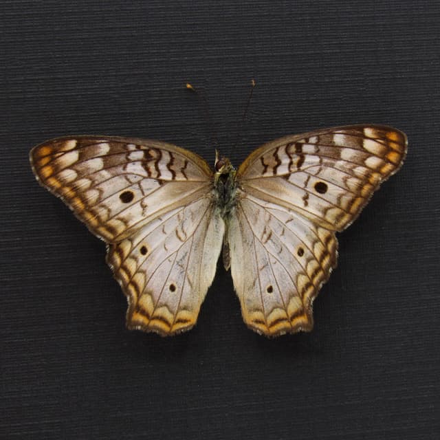 Real White Peacock framed butterfly taxidermy - Anartia jatrophae - Victorian mount