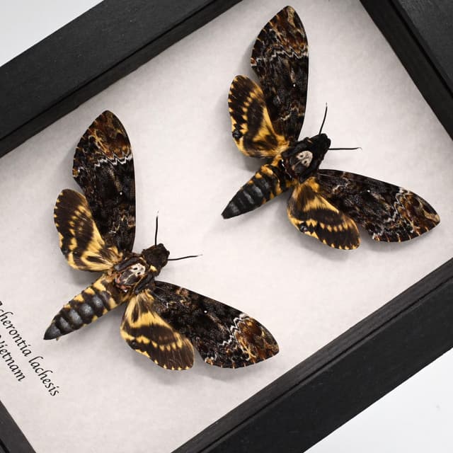 Real XL moths framed taxidermy - Acherontia lachesis - Deaths Head - Pair