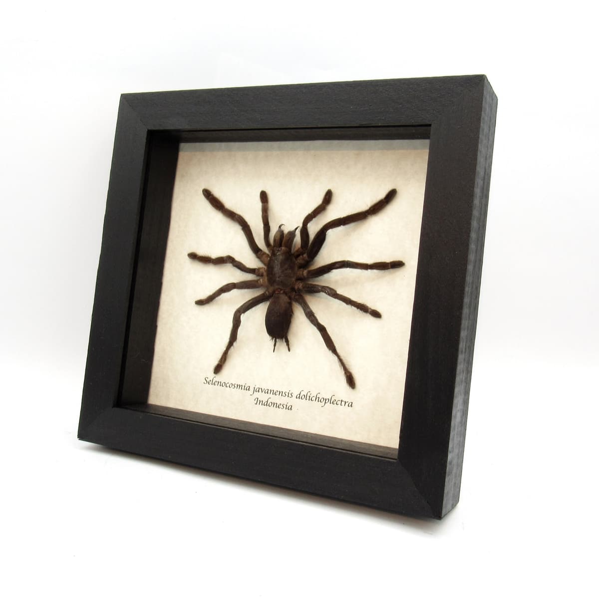 Real Java Yellow Kneed Tarantula spider framed taxidermy - Selenocosmia javanensis dolichoplectra - large