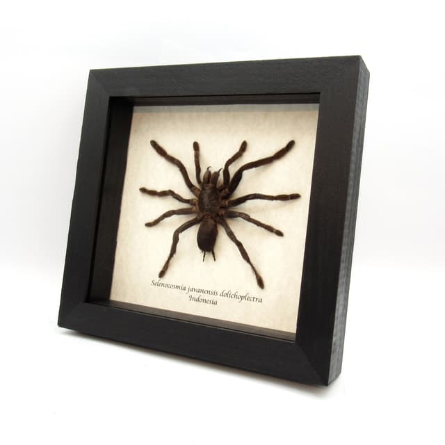 Real Java Yellow Kneed Tarantula spider framed taxidermy - Selenocosmia javanensis dolichoplectra - large