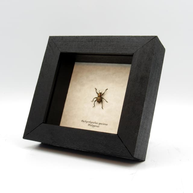 WEEVIL MANIA!  Rare red metallic beetle framed taxidermy - Pachyrhynchus speciosus