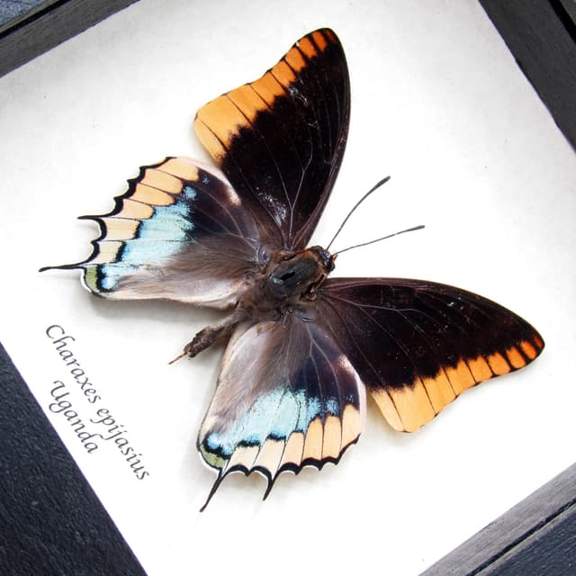 Real Two-tailed Pasha butterfly framed taxidermy - Charaxes epijasius