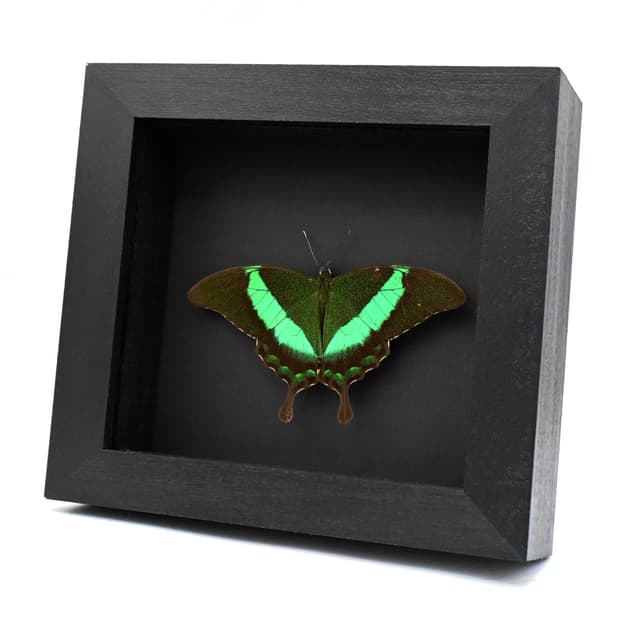 Real Emerald Swallowtail framed taxidermy - Papilio palinurus daedalus - Victorian mount