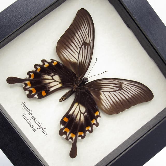 Real giant swallowtail butterfly framed taxidermy - Papilio ascalaphus - large female