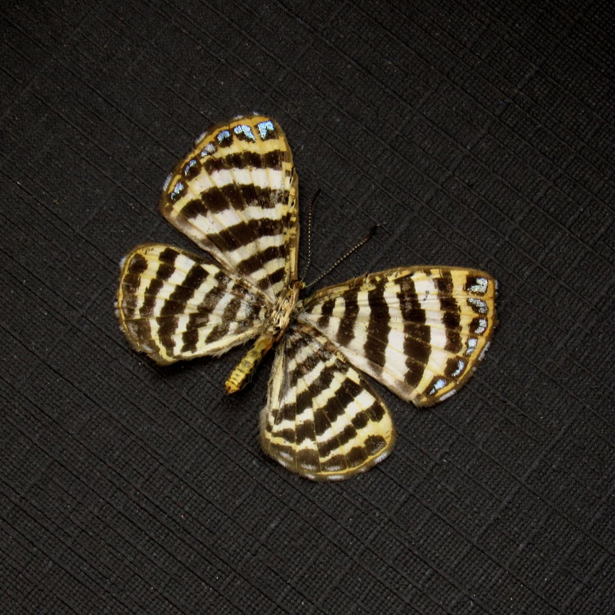 Very tiny Metalmark butterfly framed taxidermy - Argyrogrammana johannismarci