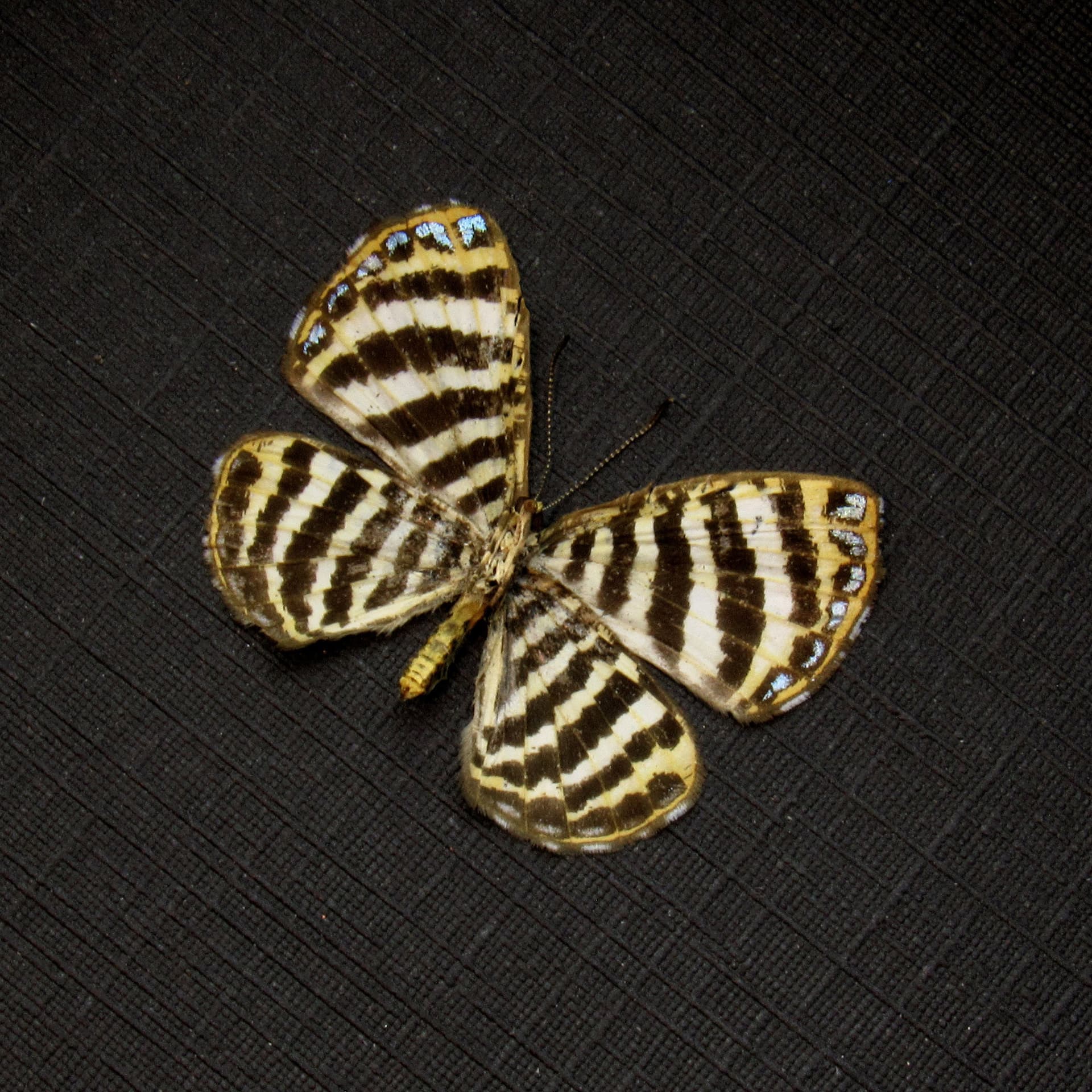 Very tiny Metalmark butterfly framed taxidermy - Argyrogrammana johannismarci