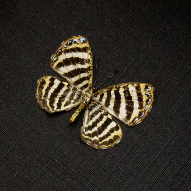 Very tiny Metalmark butterfly framed taxidermy - Argyrogrammana johannismarci