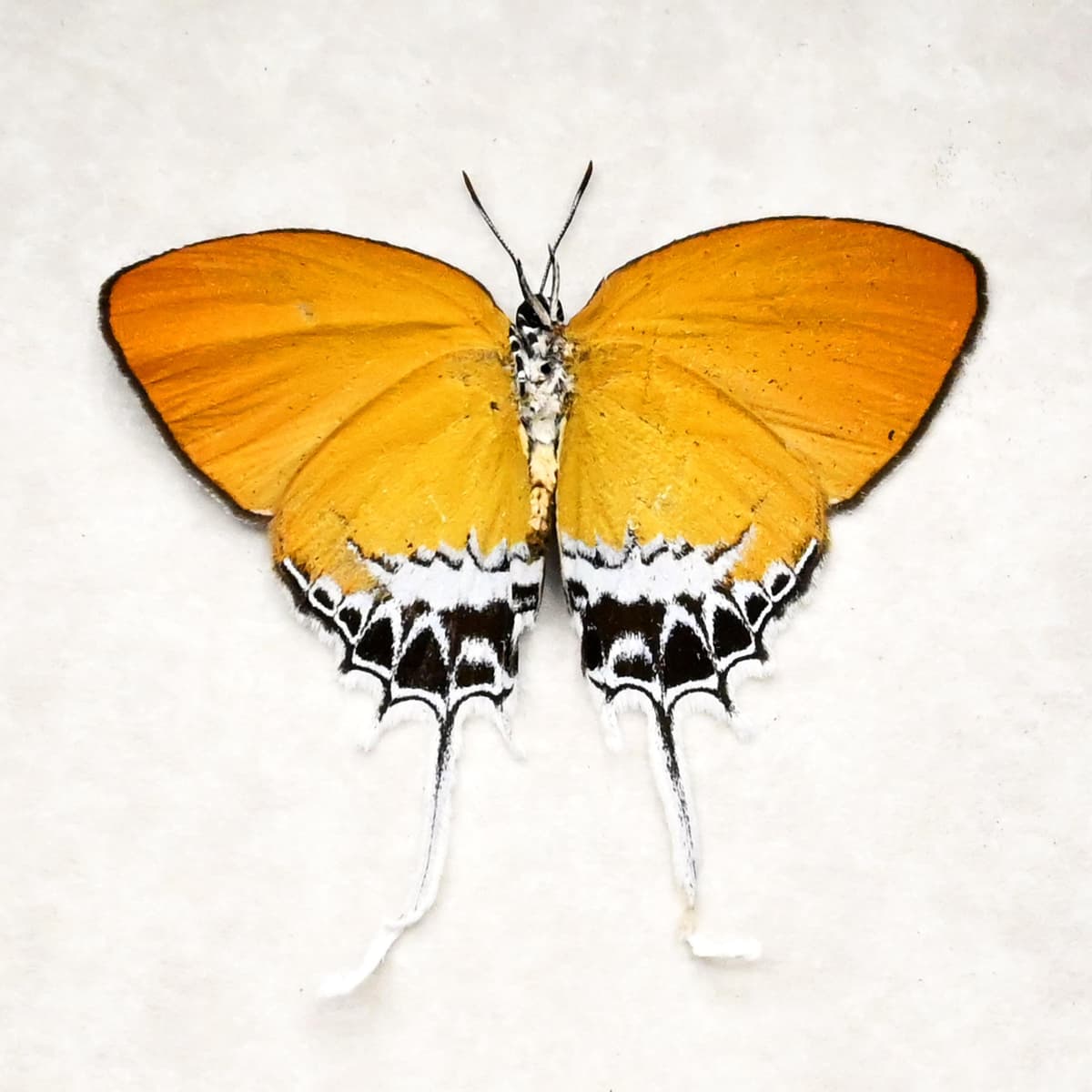 Real framed taxidermy butterfly - Eooxylides tharis