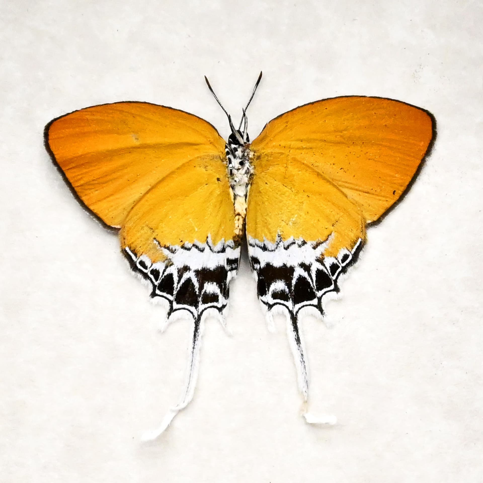 Real framed taxidermy butterfly - Eooxylides tharis