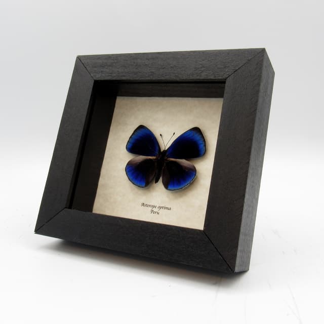 Real metallic blue butterfly framed taxidermy - Asterope optima