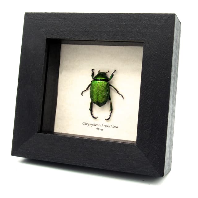 Real metallic green Frog beetle framed taxidermy - Chrysophora chrysochlora - female
