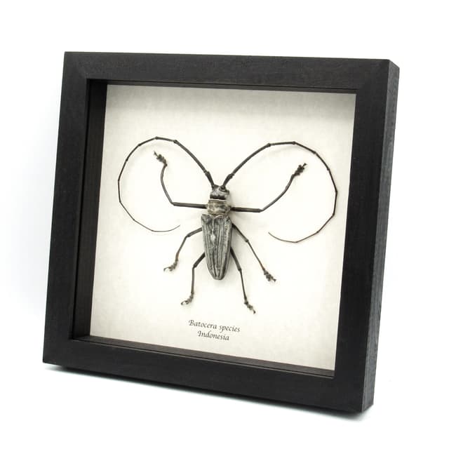 Rare GIANT white Longhorn beetle framed taxidermy - Batocera species