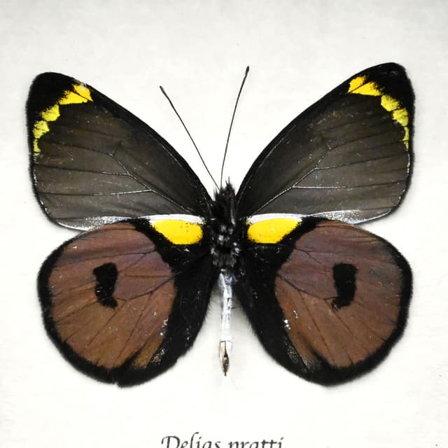 Real purple Delias butterfly framed taxidermy - Delias pratti