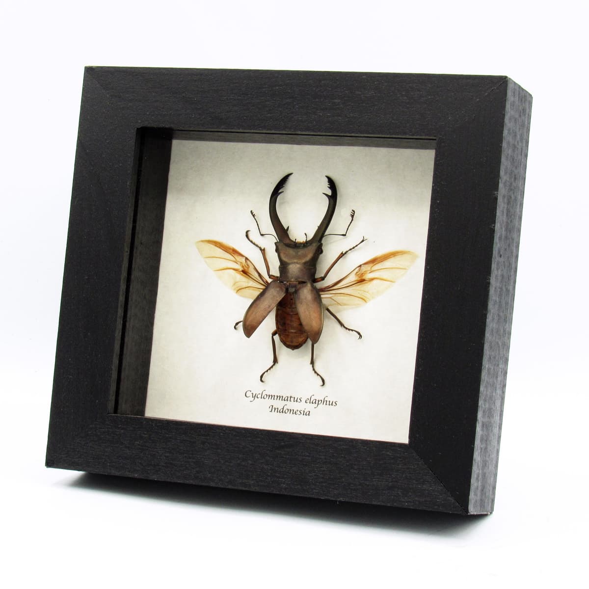 Real giant Stag beetle framed taxidermy - Cyclommatus elaphus
