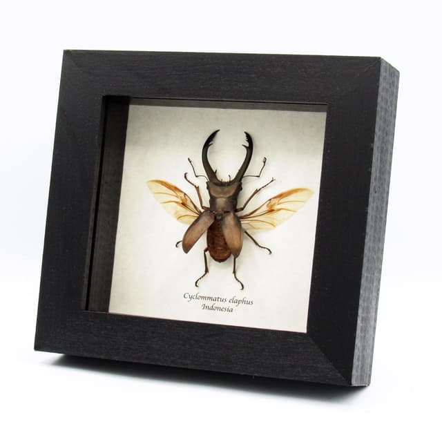 Real giant Stag beetle framed taxidermy - Cyclommatus elaphus