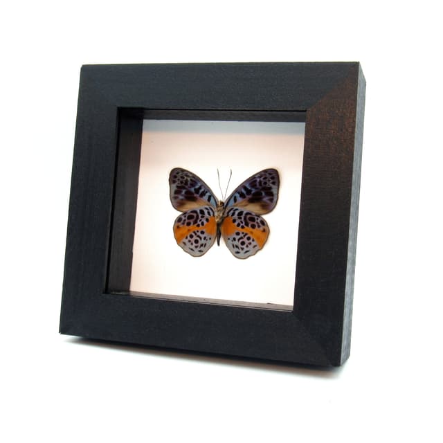 Real butterfly framed taxidermy - Eunica chlorochroa - female