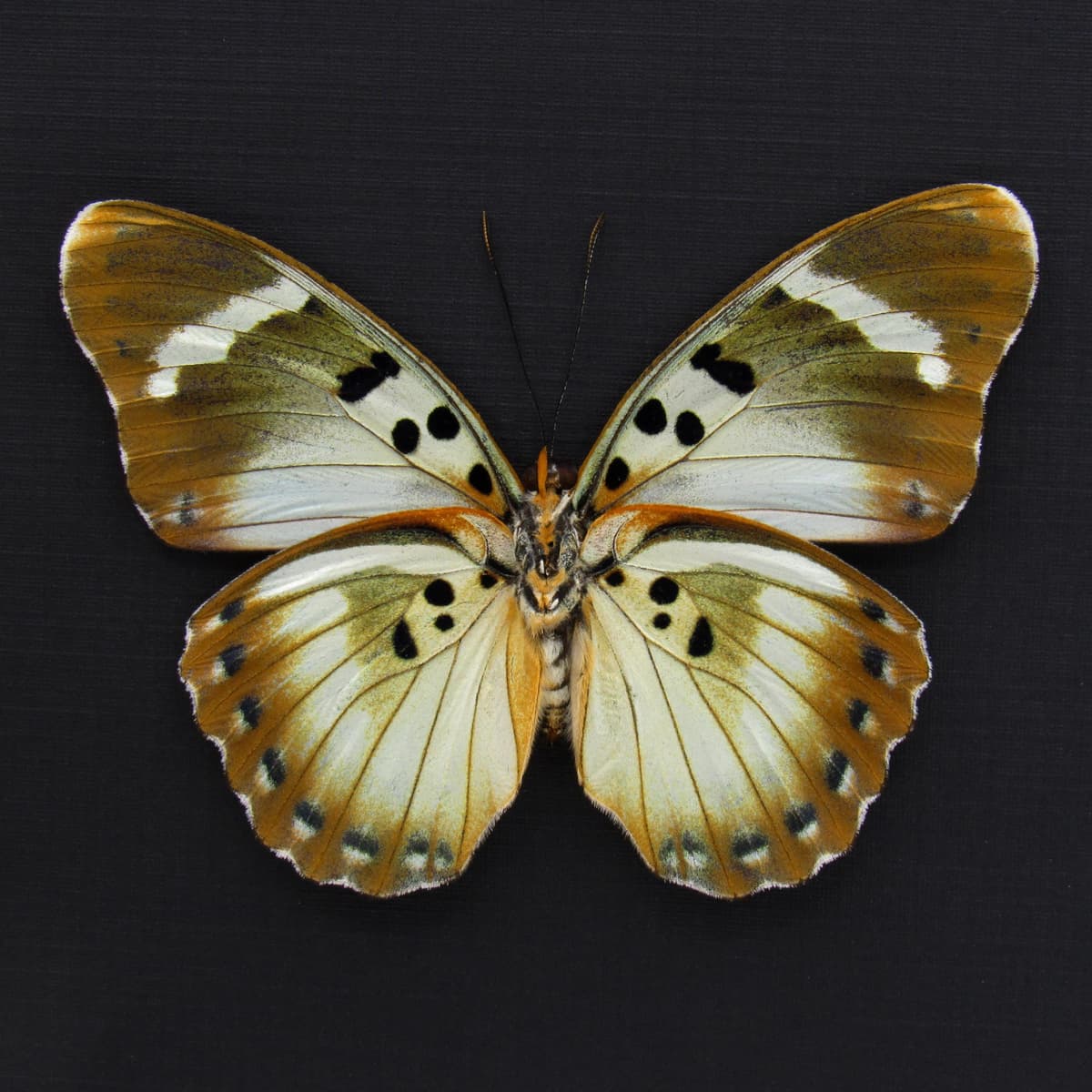 Rare Iridescent White Forester butterfly framed specimen - Euphaedra themis niveovittata - large female