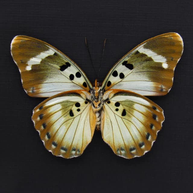 Rare Iridescent White Forester butterfly framed specimen - Euphaedra themis niveovittata - large female