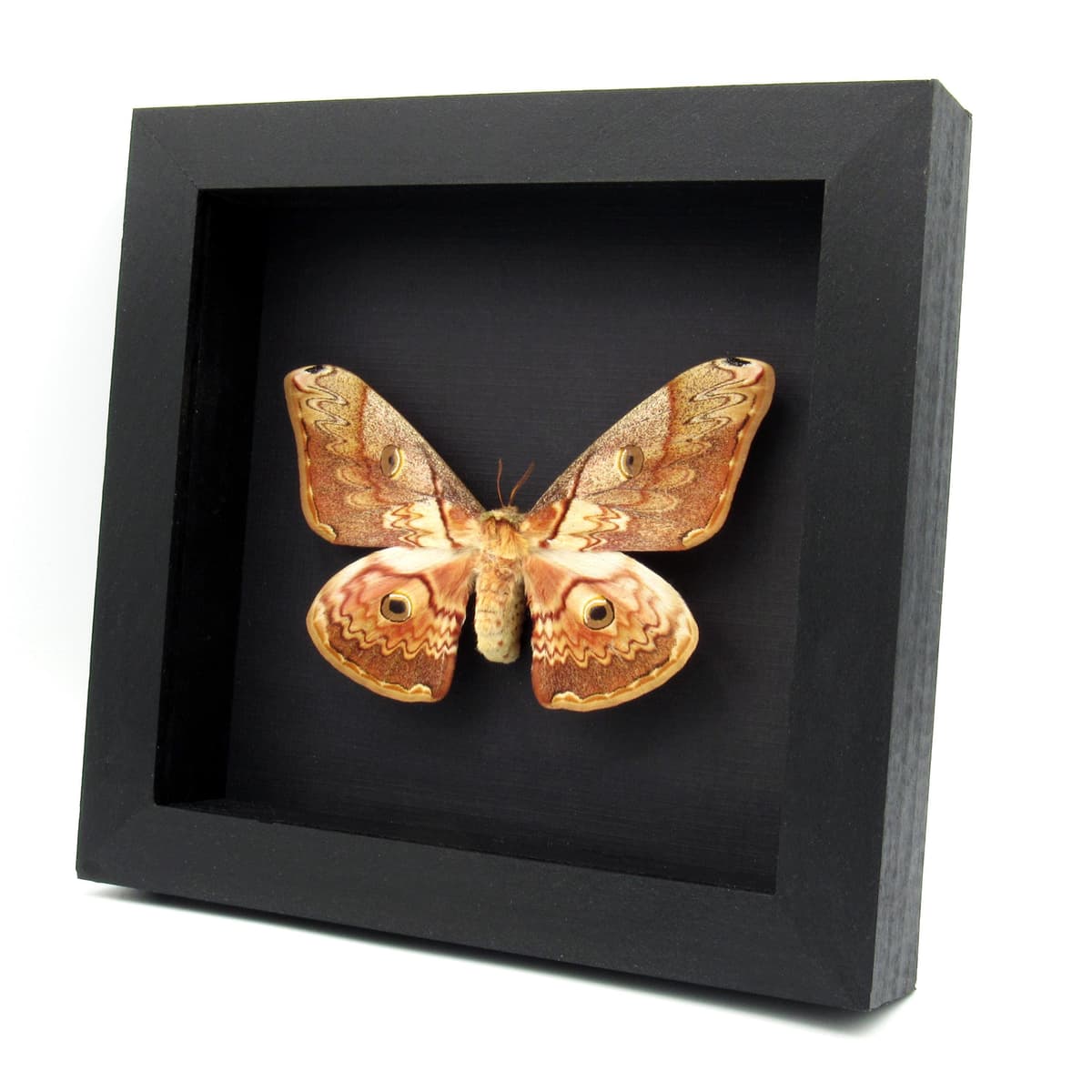 Rare Saturn moth framed taxidermy - Caligula thibeta - large female