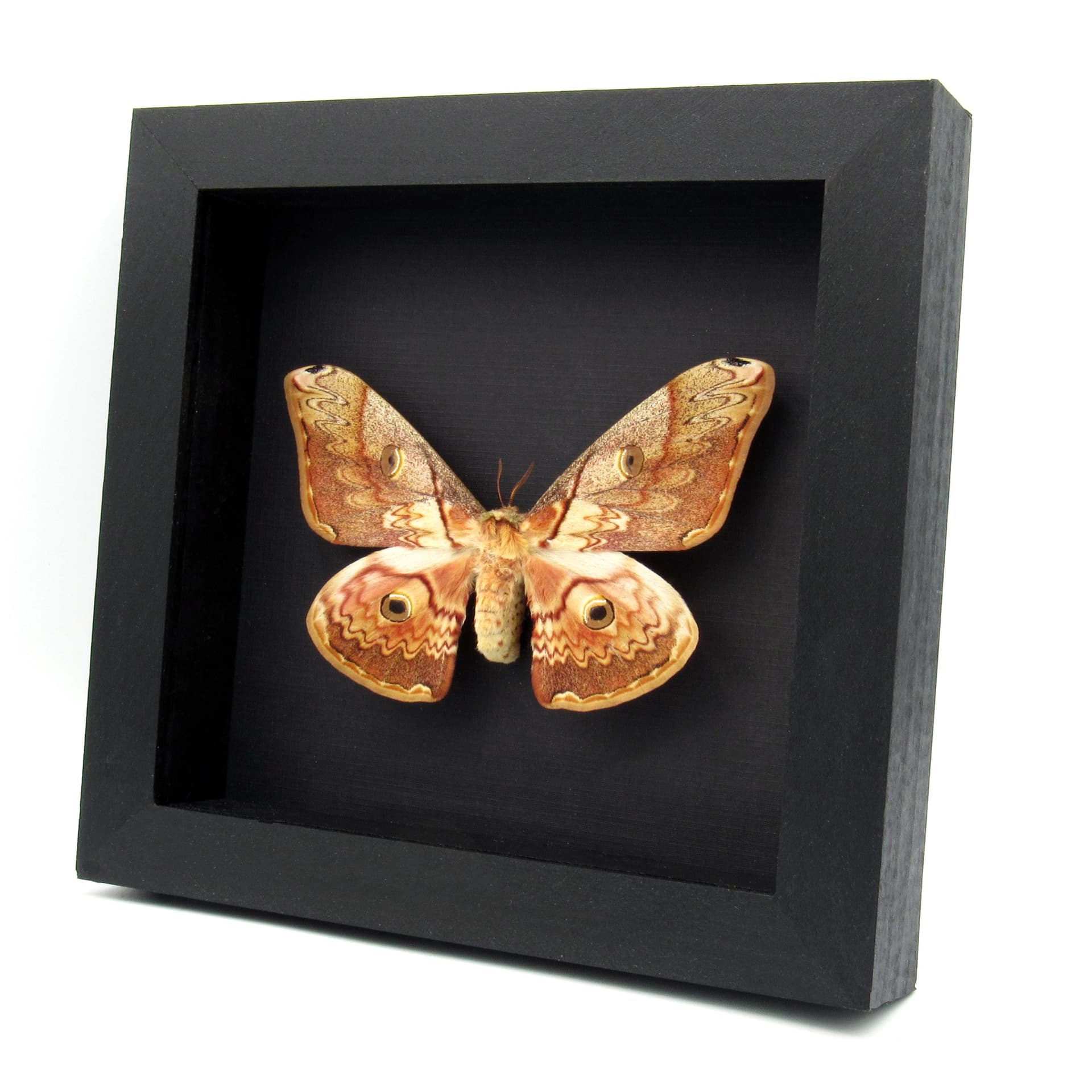Rare Saturn moth framed taxidermy - Caligula thibeta - large female