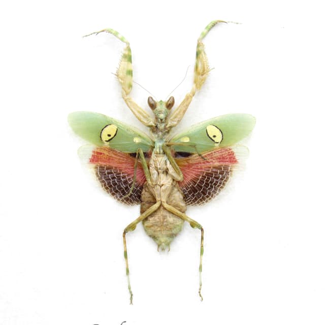 Real Indian Flower Mantis framed taxidermy - Creobroter gemmatus - female