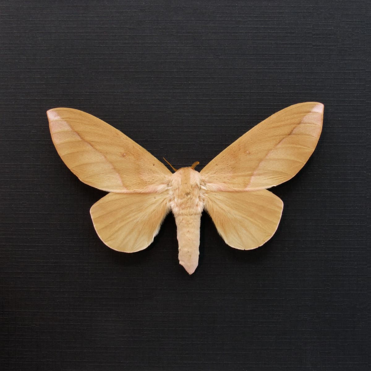 Large real Saturn moth framed taxidermy - Othorene verana - female