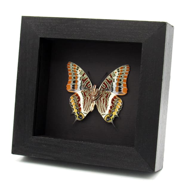 Rare Two-tailed Pasha butterfly framed taxidermy - Charaxes jasius septentrionalis