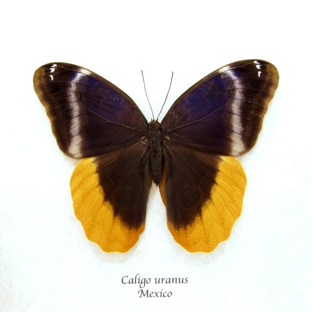 Rare purple Giant Owl butterfly framed taxidermy - Caligo uranus