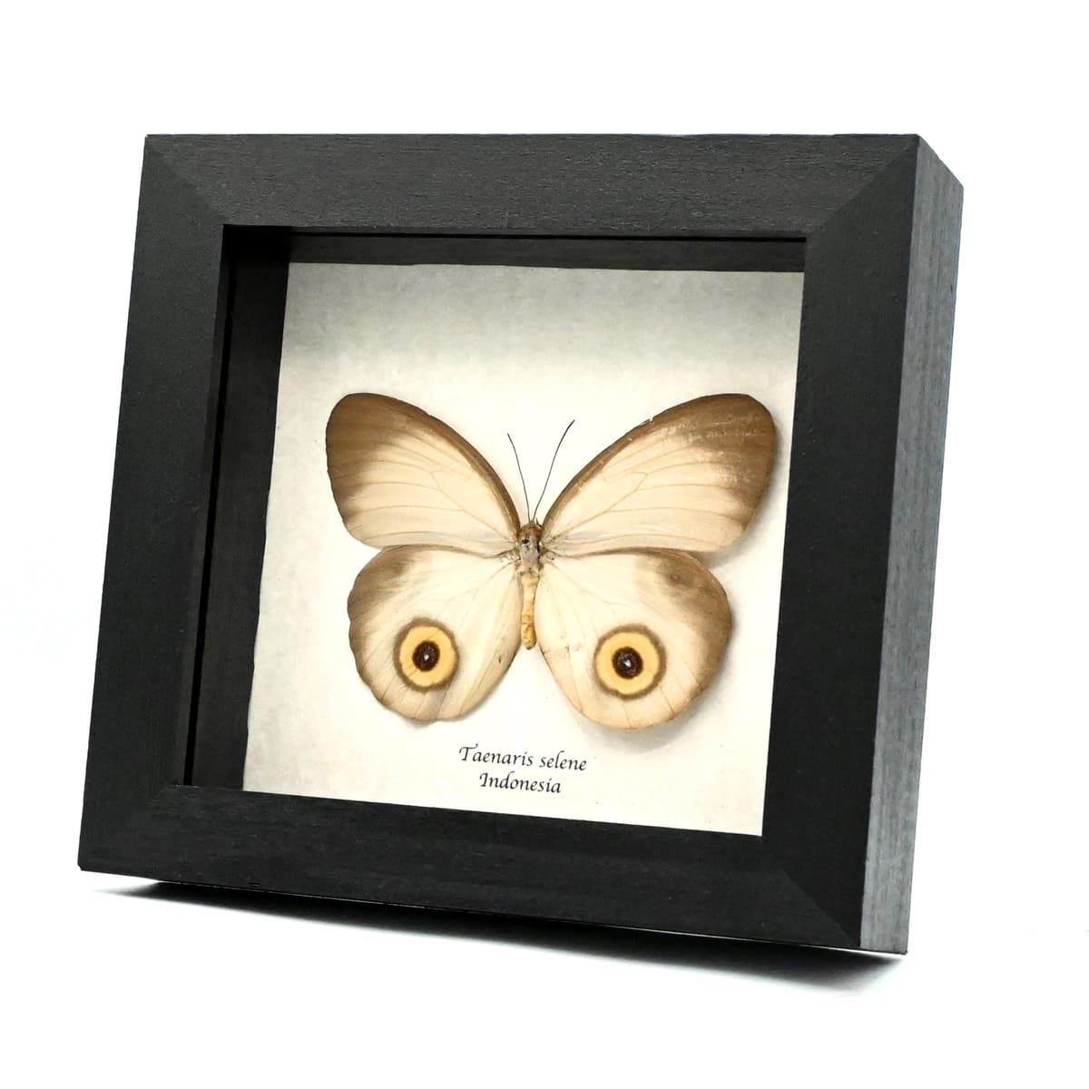 Real white Owl butterfly framed taxidermy - Taenaris selene