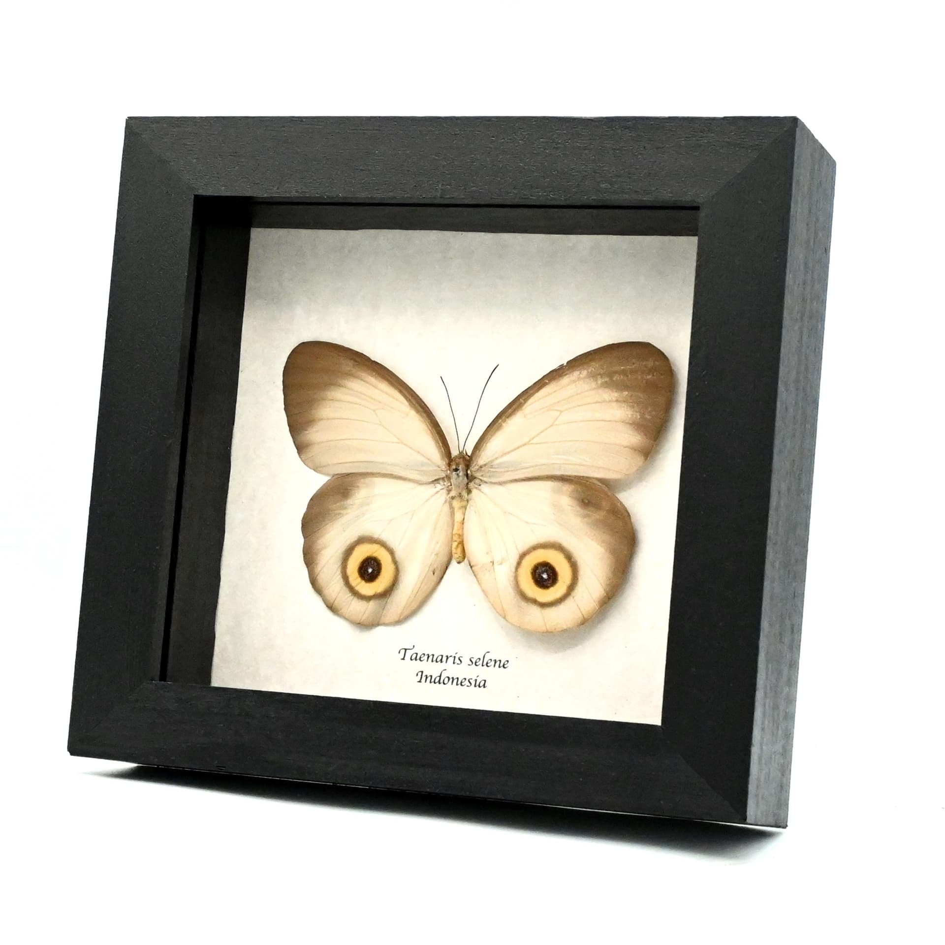 Real white Owl butterfly framed taxidermy - Taenaris selene
