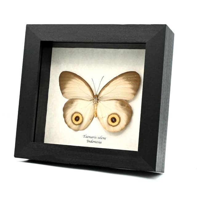Real white Owl butterfly framed taxidermy - Taenaris selene