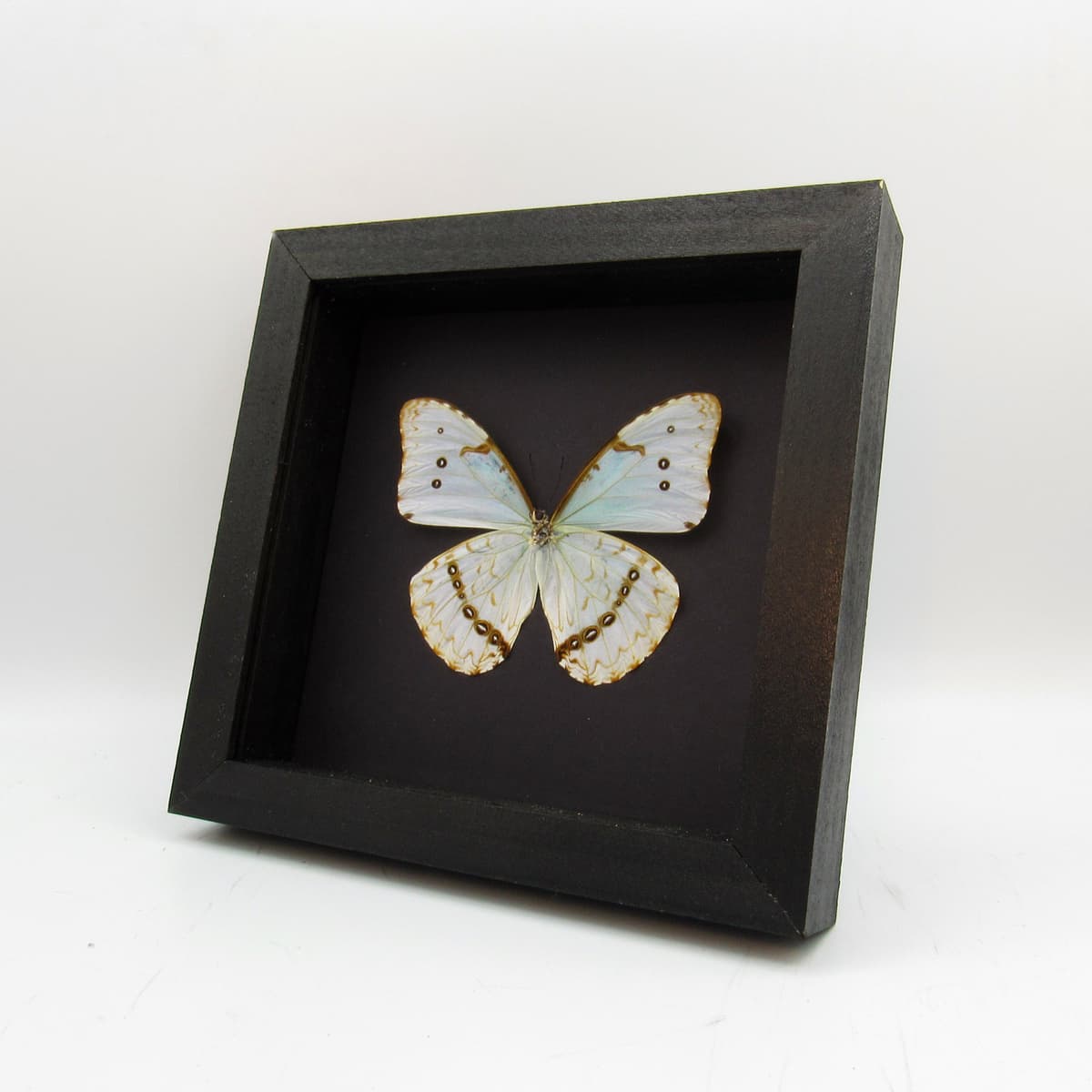 Real iridescent butterfly framed taxidermy - Morpho catenaria