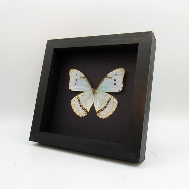 Real iridescent butterfly framed taxidermy - Morpho catenaria