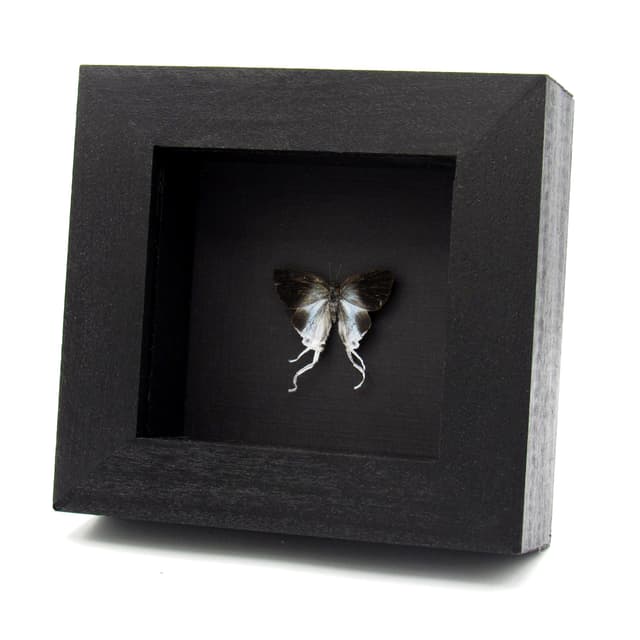 Real Fluffy Tit butterfly framed taxidermy - Zeltus amasa pompaedius