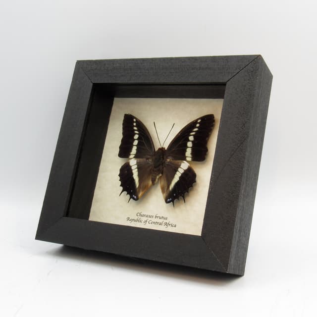 Real framed taxidermy butterfly - Charaxes brutus