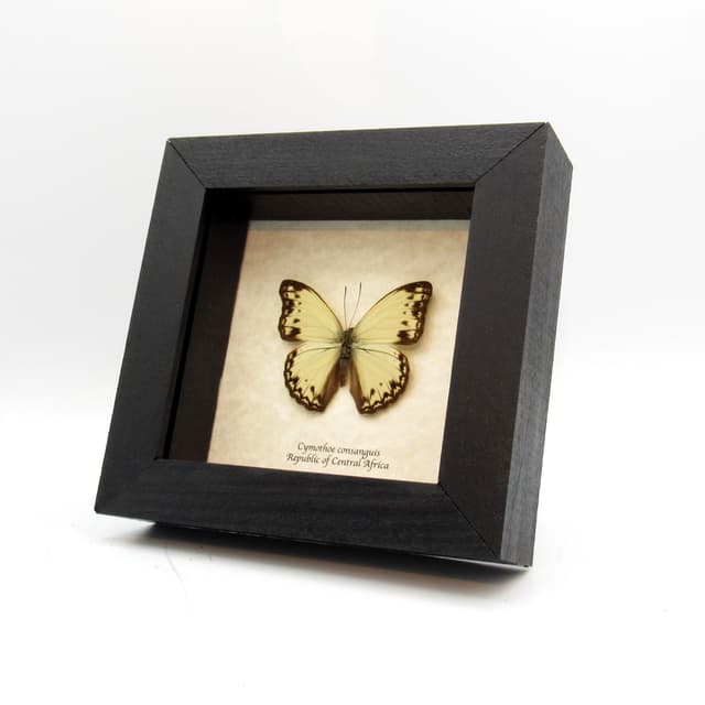 Real Cream Glider butterfly framed taxidermy - Cymothoe consanguis
