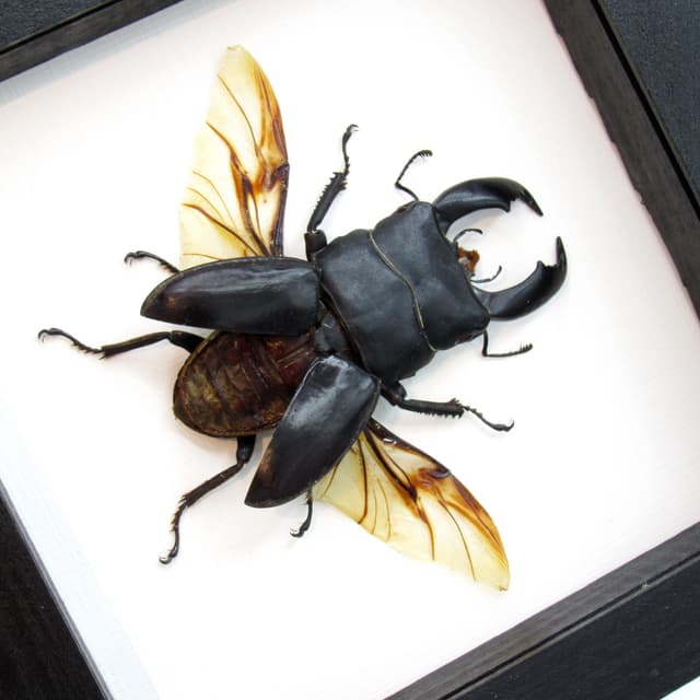 Real Giant Stag beetle framed taxidermy - Dorcus titanus yasuokai