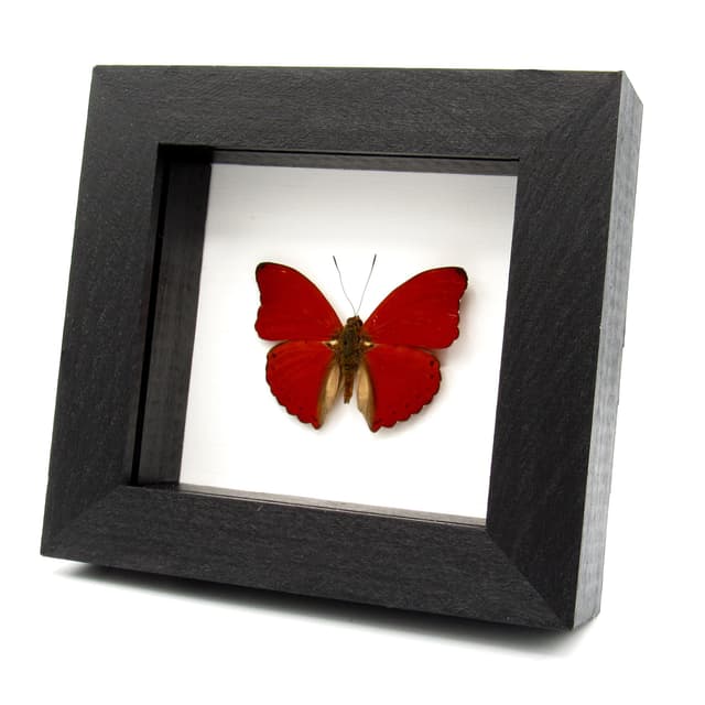 Real Red Glider butterfly framed taxidermy - Cymothoe sangaris