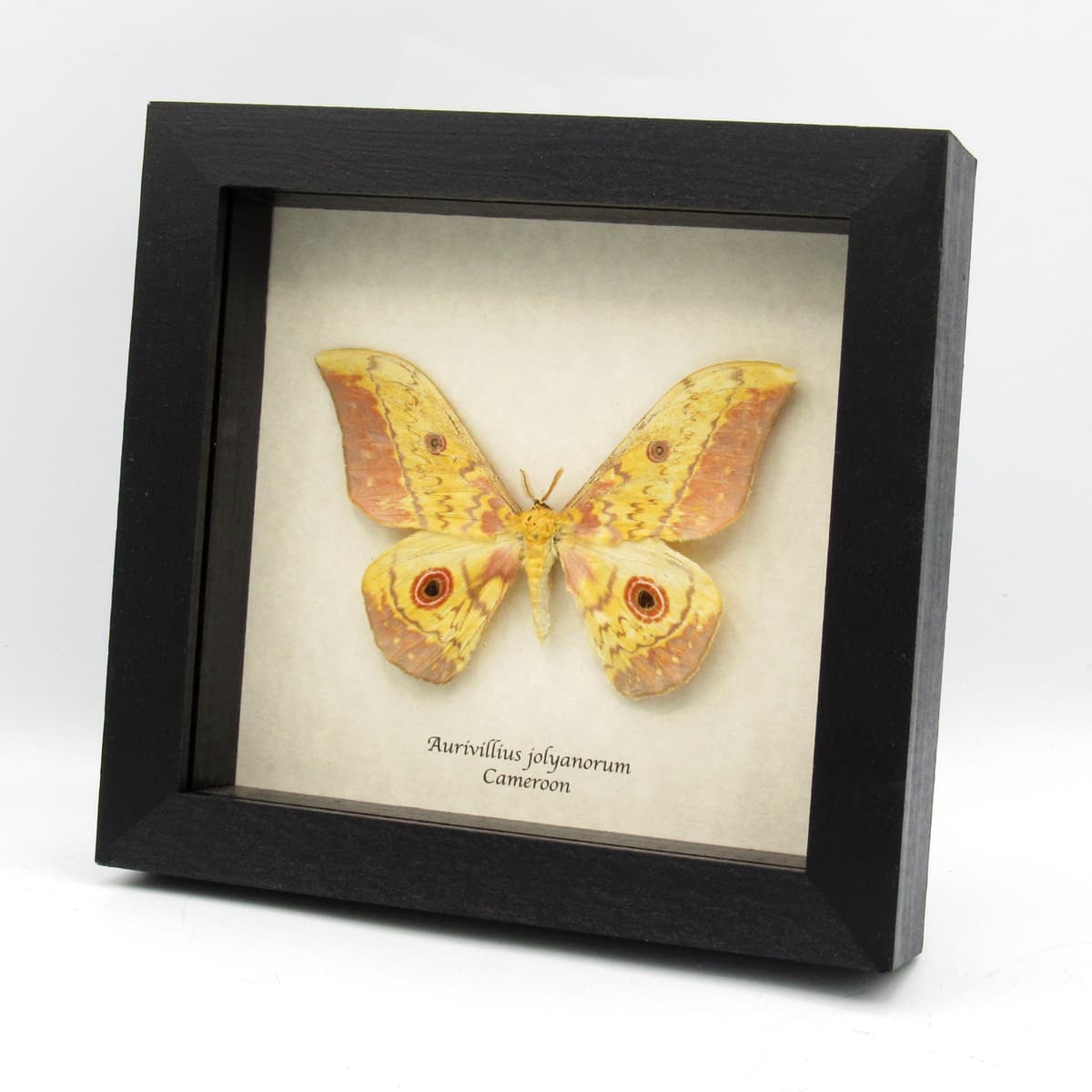 Real African Emperor moth framed taxidermy - Aurivillius jolyanorum