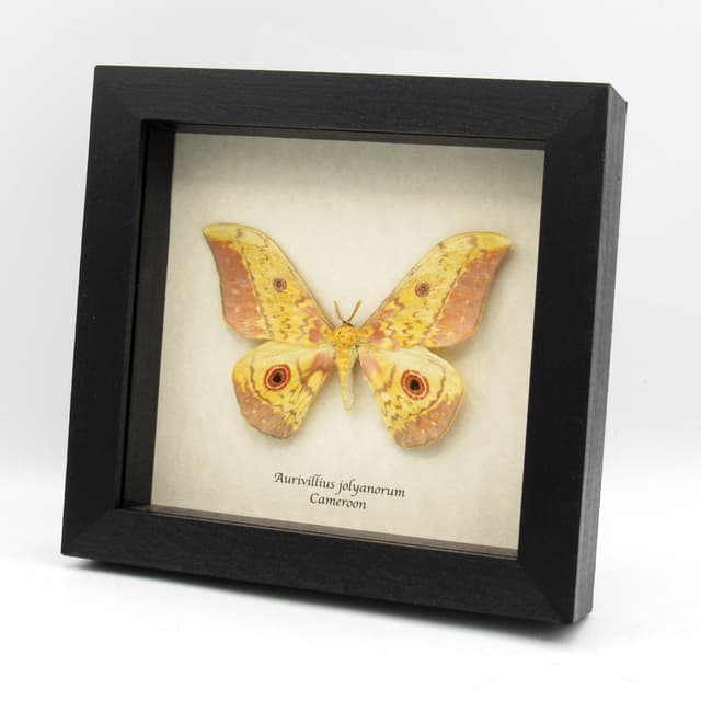 Real African Emperor moth framed taxidermy - Aurivillius jolyanorum