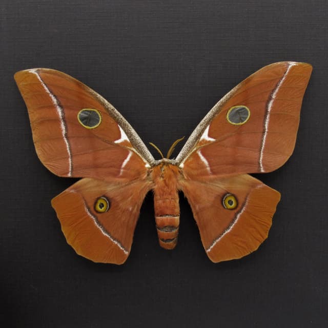 Very rare Giant Godman's Silkmoth framed taxidermy - Antheraea godmani - female